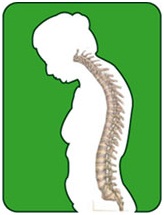 tulang punggung